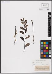 Foto von Salix aurita L.